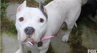 Lexi, a 5-year-old blue-nosed pitbull